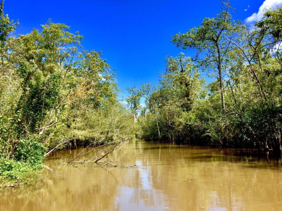 New Orleans Bayou